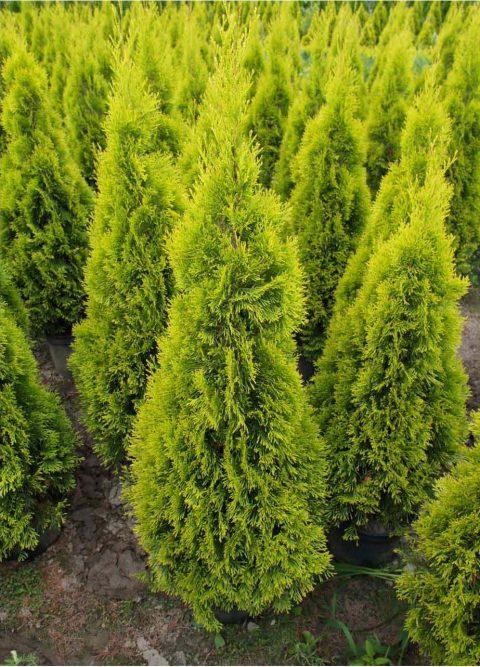 Thuja Occidentalis 'janed Gold' - View 15 from www redcrocus com
