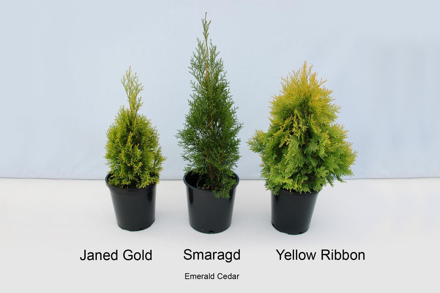 Thuja Occidentalis 'janed Gold' - View 18 from www redcrocus com