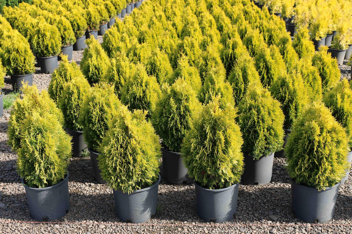Thuja Occidentalis 'janed Gold' - View 23 from www redcrocus com