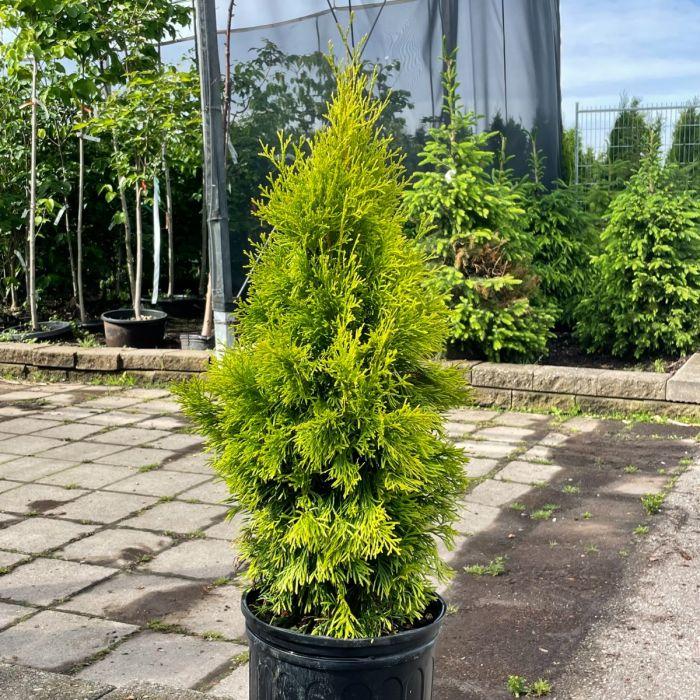 Thuja Occidentalis 'janed Gold' - View 25 from www redcrocus com