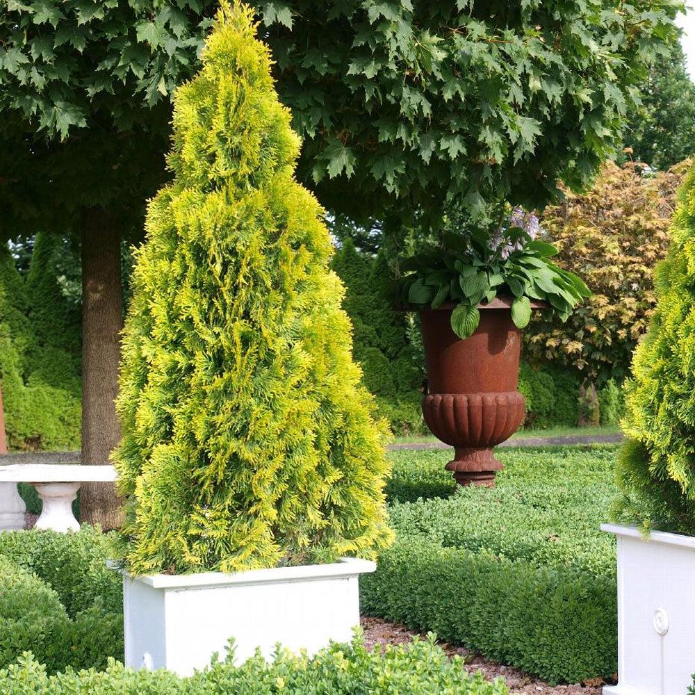 Thuja Occidentalis 'janed Gold' - View 26 from www redcrocus com