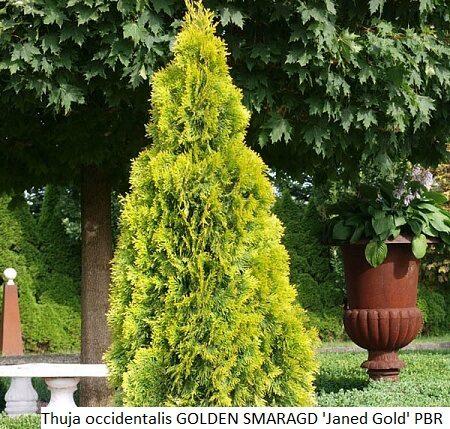 Thuja Occidentalis 'janed Gold' - View 28 from www redcrocus com