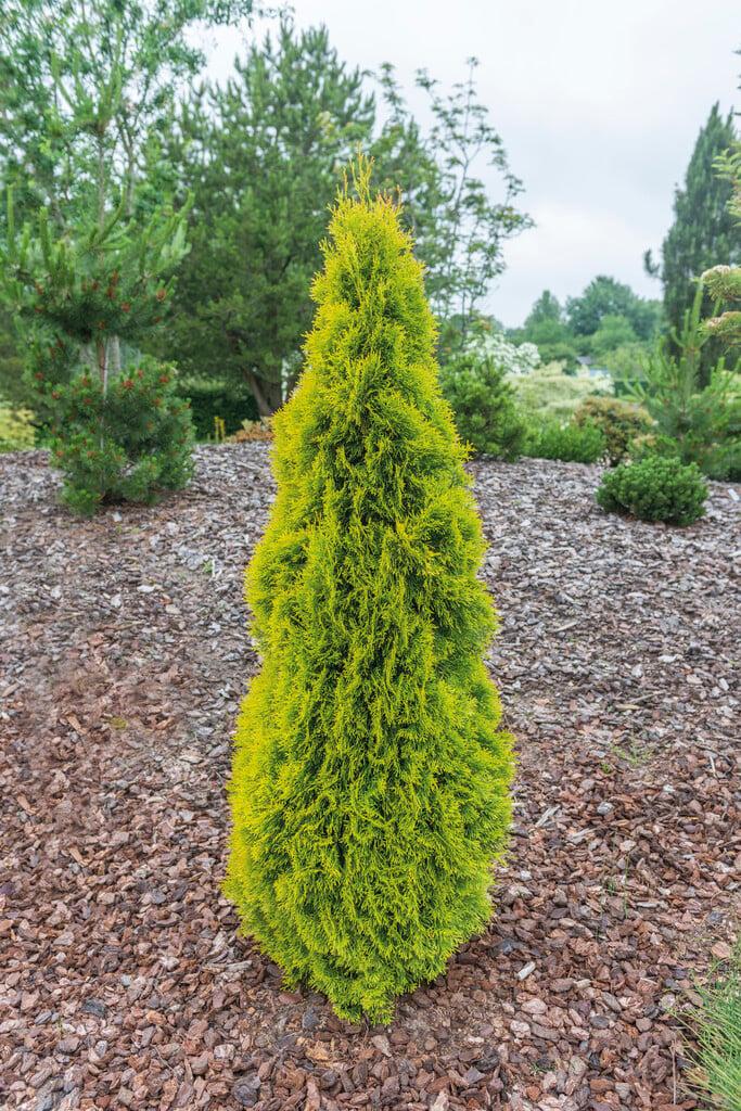 Thuja Occidentalis 'janed Gold' - View 29 from www redcrocus com