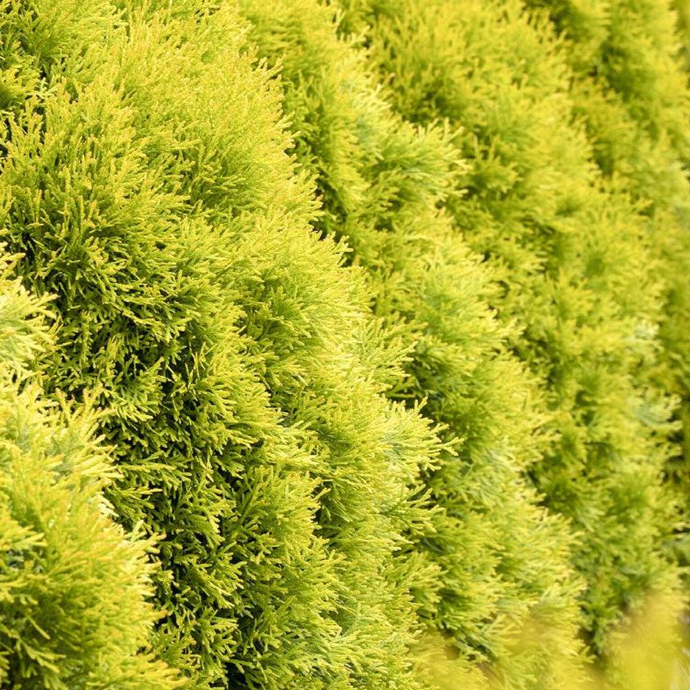 Thuja Occidentalis 'janed Gold' - View 30 from www redcrocus com
