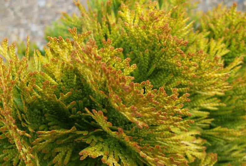 Thuja Occidentalis 'janed Gold' - View 3 from www redcrocus com