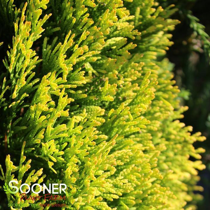 Thuja Occidentalis 'janed Gold' - View 9 from www redcrocus com