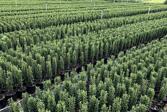 Ilex Crenata 'sky Pencil' - View 10 from www redcrocus com
