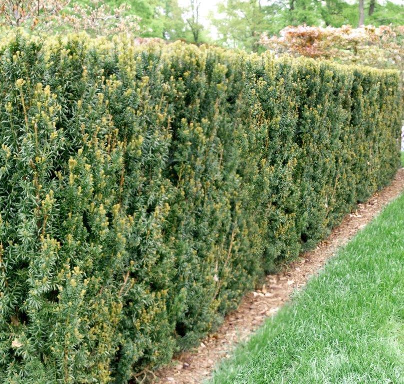 Taxus Media Hillii - View 13 from www redcrocus com