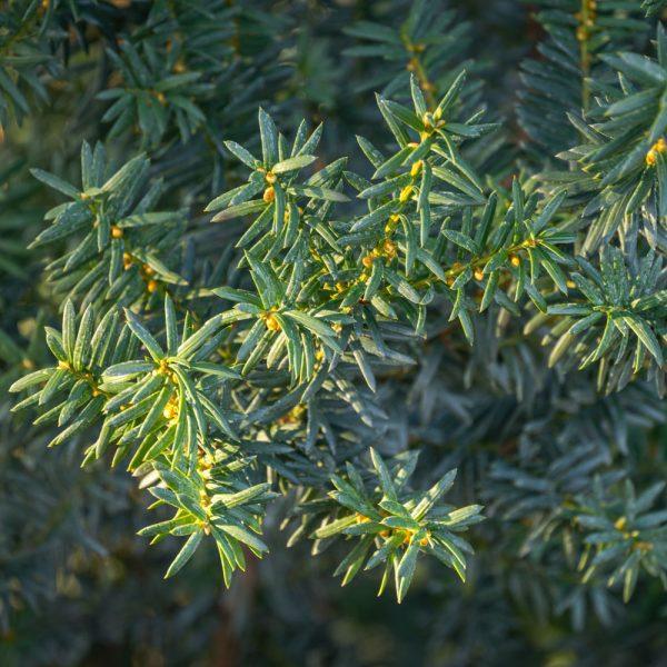 Taxus Media Hillii - View 20 from www redcrocus com