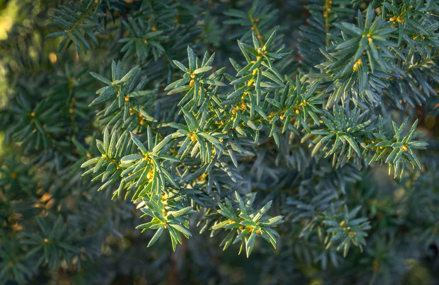 Taxus Media Hillii - View 5 from www redcrocus com
