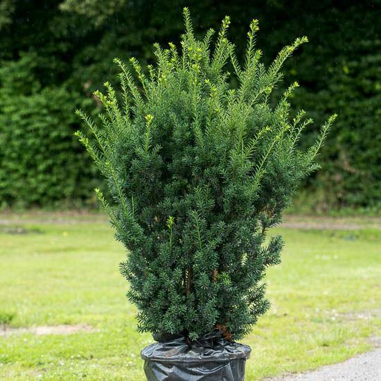 Taxus Media Hillii - View 6 from www redcrocus com