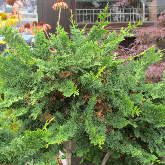 Chamaecyparis Obtusa Teddy Bear - View 10 from www redcrocus com