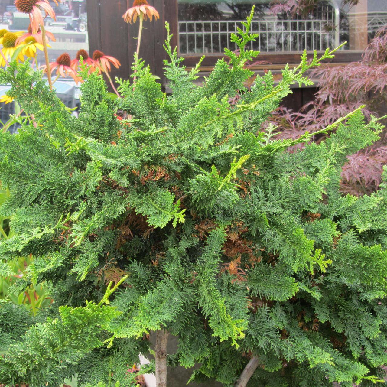 Chamaecyparis Obtusa Teddy Bear - View 10 from www redcrocus com