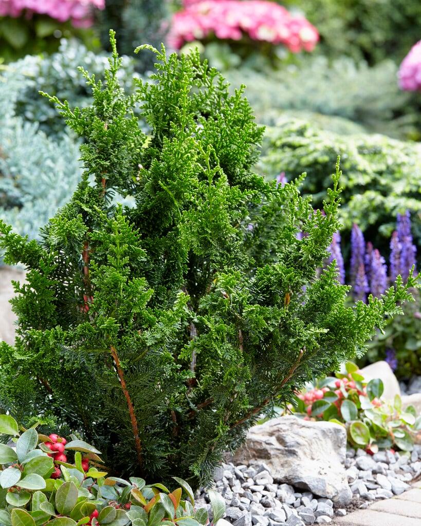 Chamaecyparis Obtusa Teddy Bear - View 2 from www redcrocus com