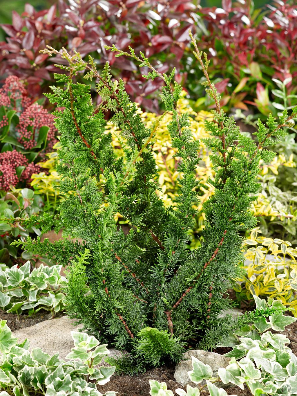 Chamaecyparis Obtusa Teddy Bear - View 8 from www redcrocus com