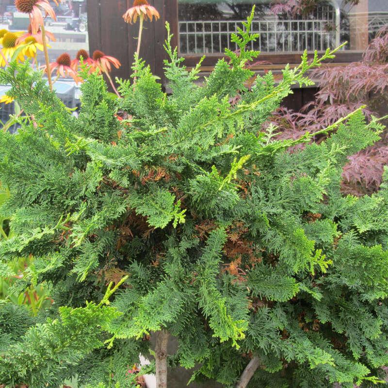 Chamaecyparis Obtusa Teddy Bear - View 9 from www redcrocus com