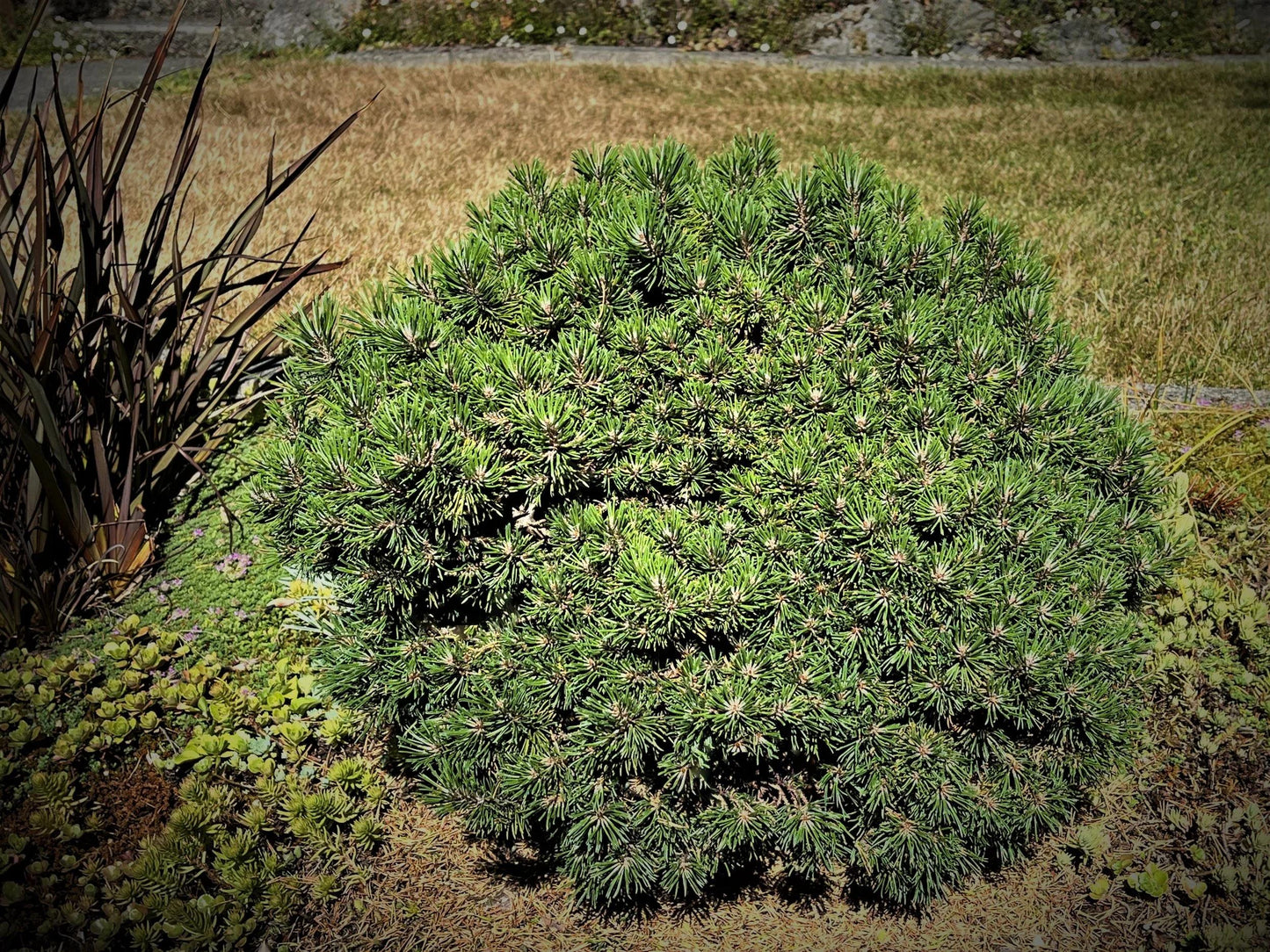 Pinus Mugo 'nippon Glow' - View 10 from www redcrocus com