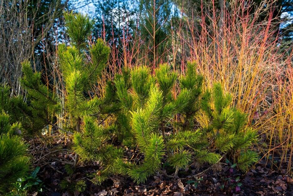 Pinus Mugo 'nippon Glow' - View 11 from www redcrocus com