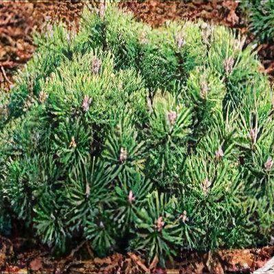 Pinus Mugo 'nippon Glow' - View 13 from www redcrocus com