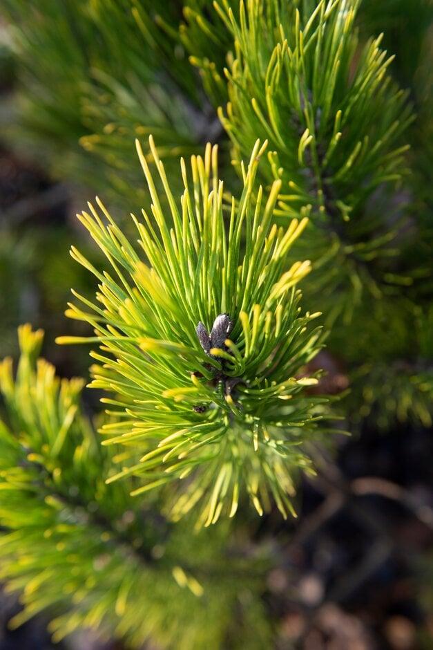 Pinus Mugo 'nippon Glow' - View 15 from www redcrocus com