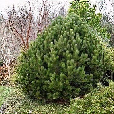 Pinus Mugo 'nippon Glow' - View 19 from www redcrocus com