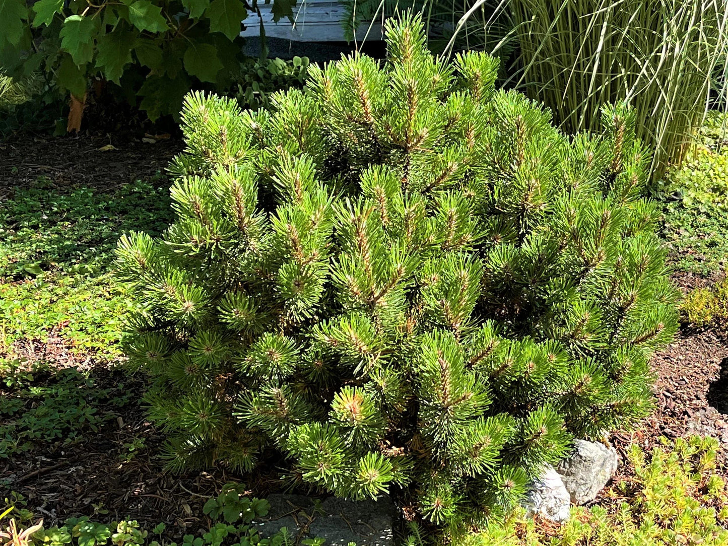 Pinus Mugo 'nippon Glow' - View 2 from www redcrocus com