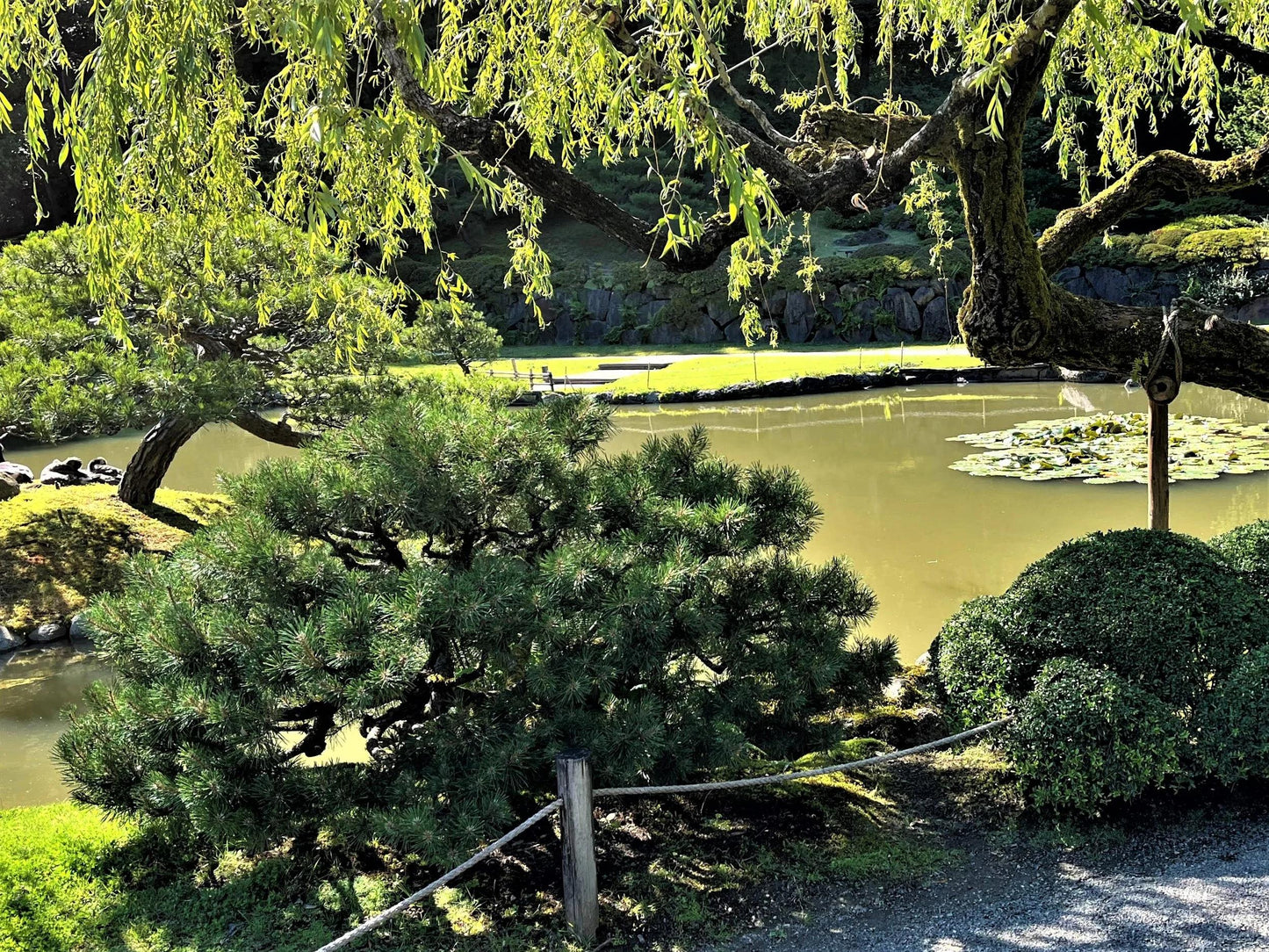 Pinus Mugo 'nippon Glow' - View 3 from www redcrocus com