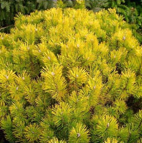Pinus Mugo 'nippon Glow' - View 4 from www redcrocus com