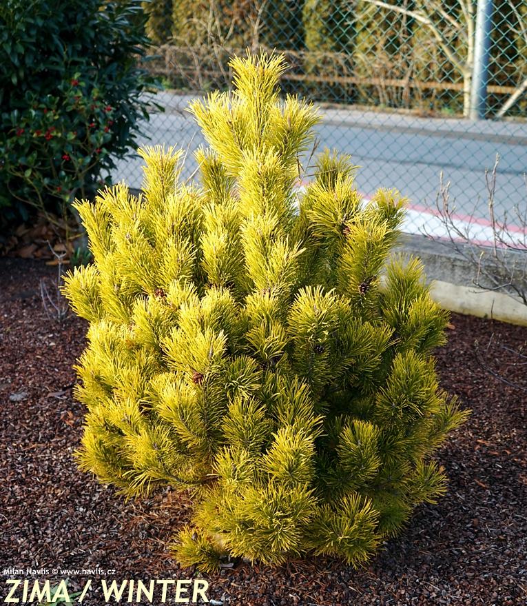 Pinus Mugo 'nippon Glow' - View 6 from www redcrocus com