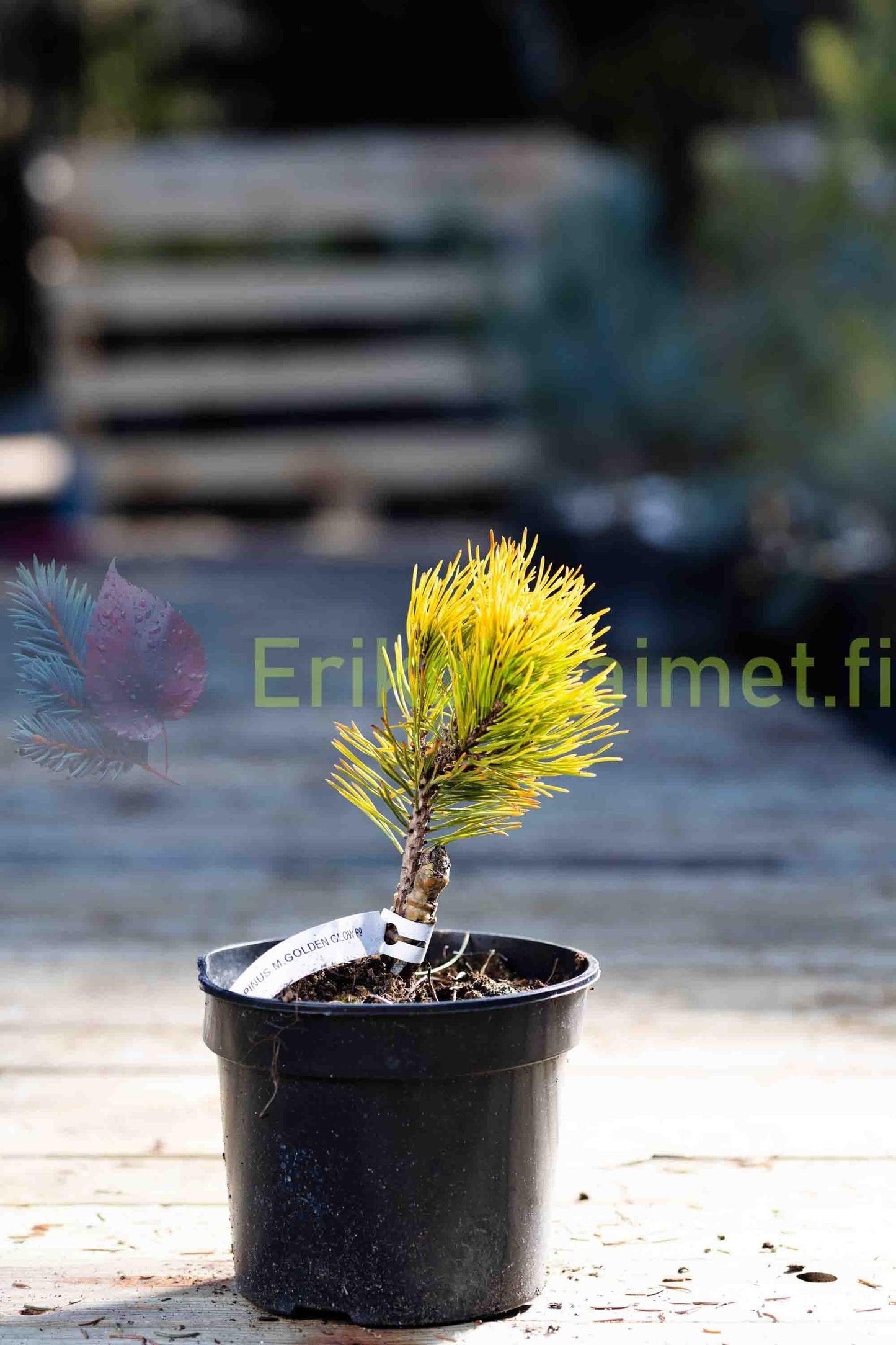 Pinus Mugo 'nippon Glow' - View 8 from www redcrocus com