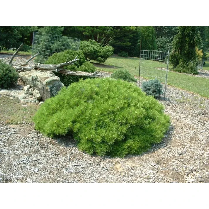 Pinus Mugo 'nippon Glow' - View 9 from www redcrocus com