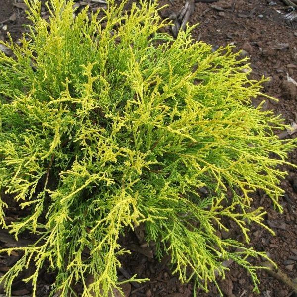 Chamaecyparis Pisifera 'king's Gold' - View 13 from www redcrocus com
