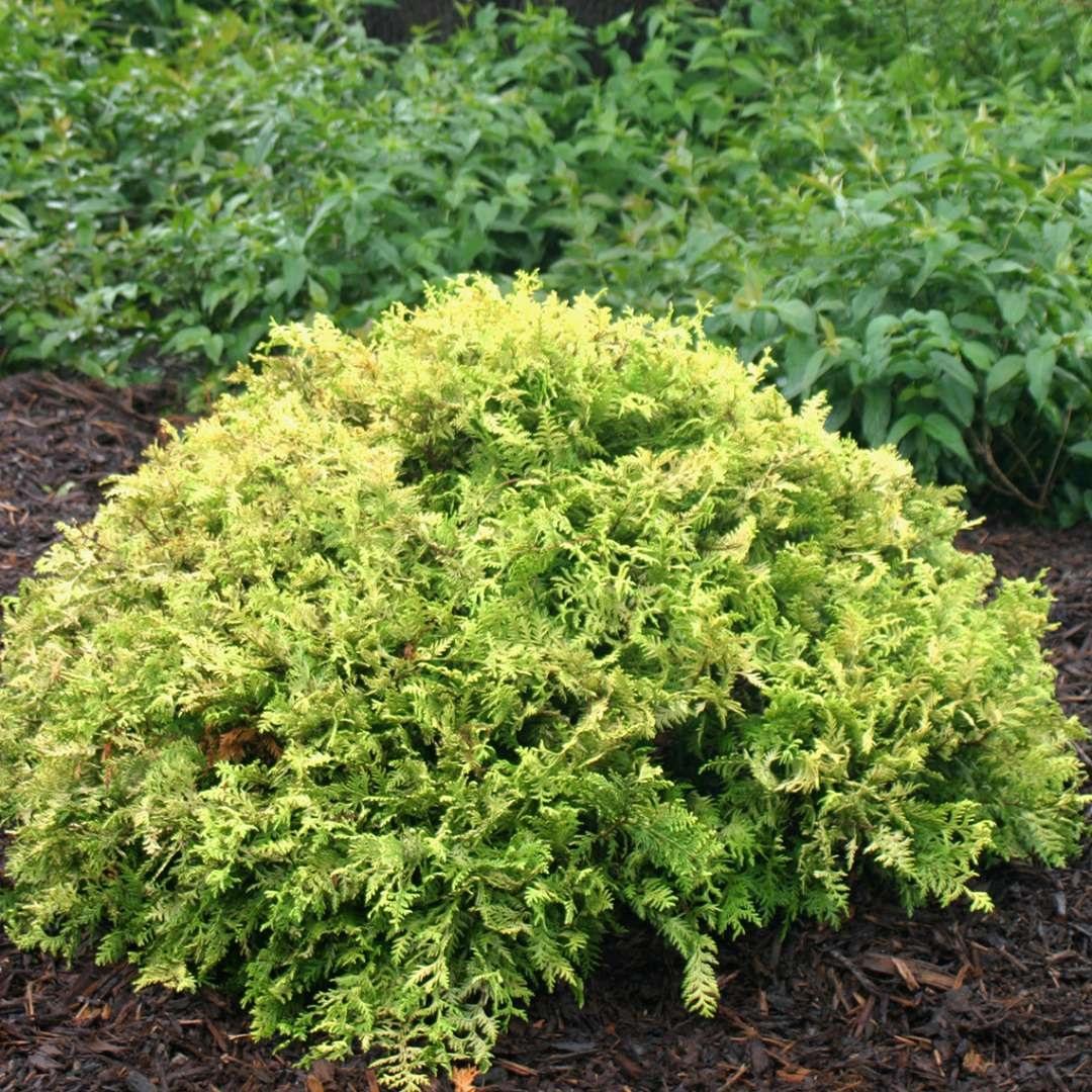 Chamaecyparis Pisifera 'king's Gold' - View 14 from www redcrocus com