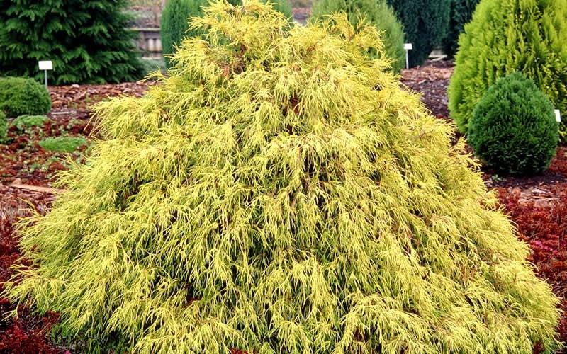 Chamaecyparis Pisifera 'king's Gold' - View 16 from www redcrocus com