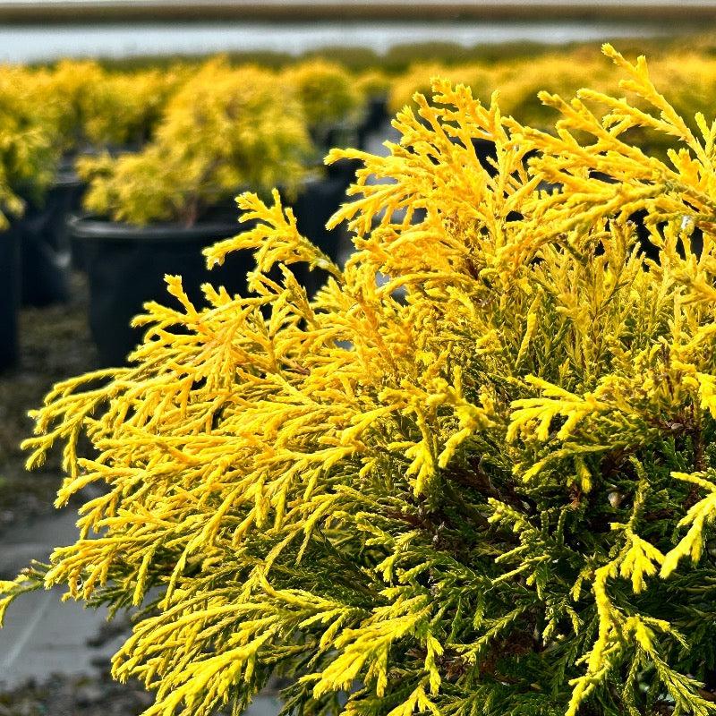 Chamaecyparis Pisifera 'king's Gold' - View 19 from www redcrocus com