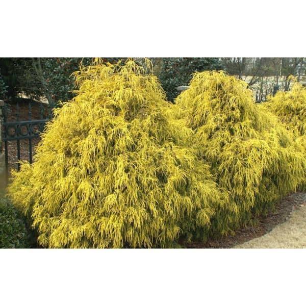 Chamaecyparis Pisifera 'king's Gold' - View 21 from www redcrocus com