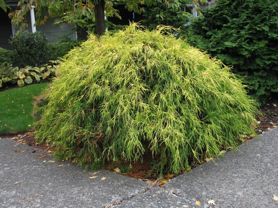Chamaecyparis Pisifera 'king's Gold' - View 22 from www redcrocus com