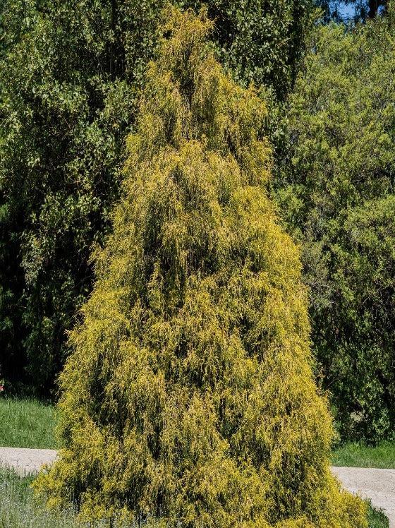 Chamaecyparis Pisifera 'king's Gold' - View 23 from www redcrocus com