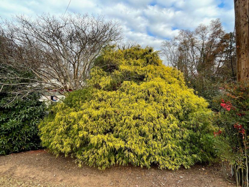 Chamaecyparis Pisifera 'king's Gold' - View 24 from www redcrocus com