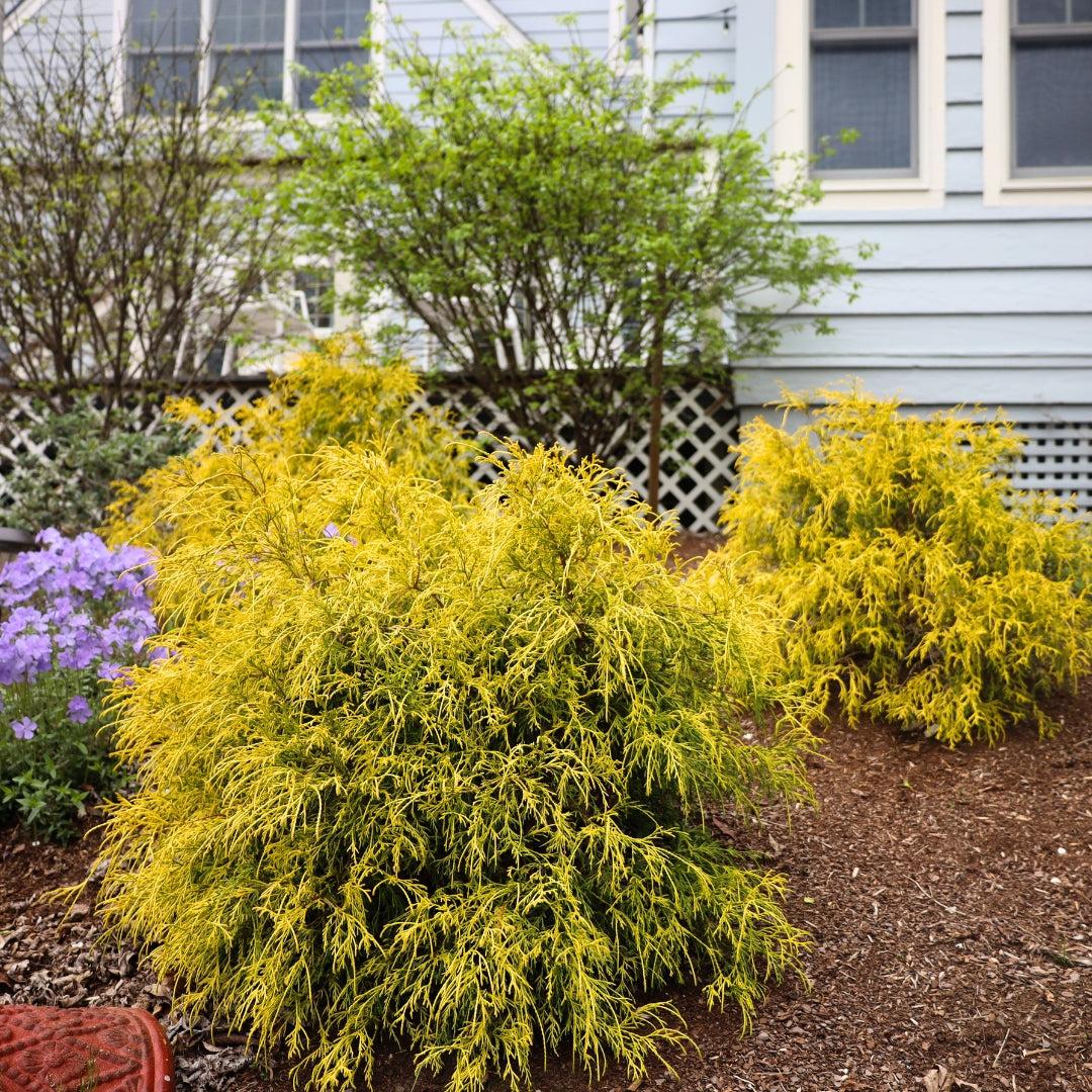 Chamaecyparis Pisifera 'king's Gold' - View 25 from www redcrocus com