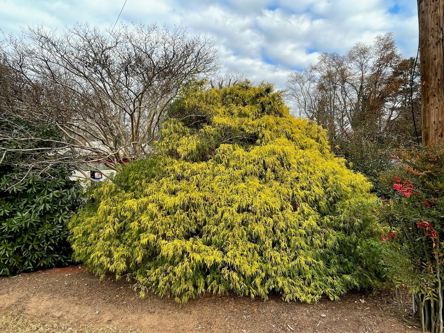 Chamaecyparis Pisifera 'king's Gold' - View 28 from www redcrocus com