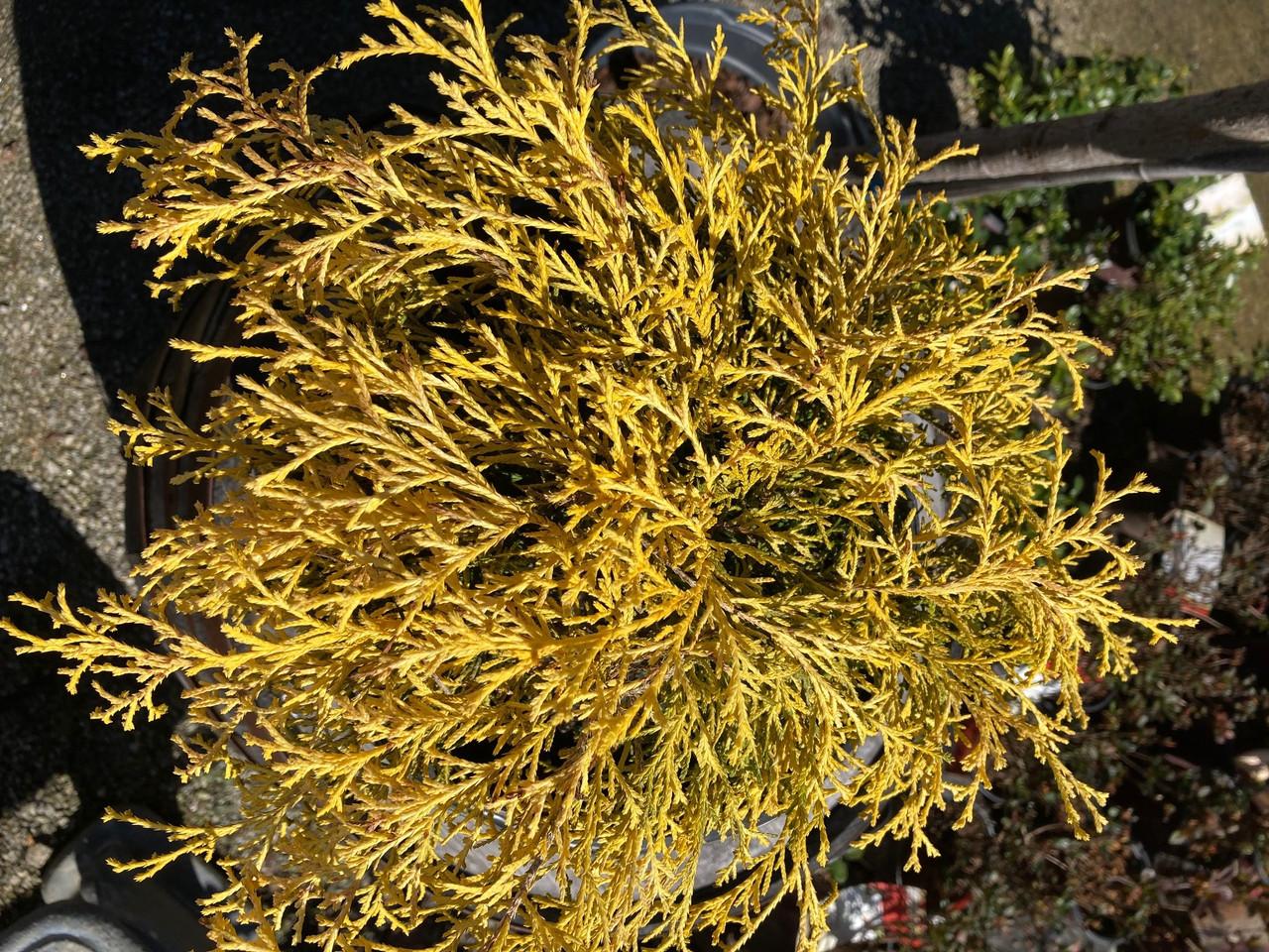 Chamaecyparis Pisifera 'king's Gold' - View 29 from www redcrocus com
