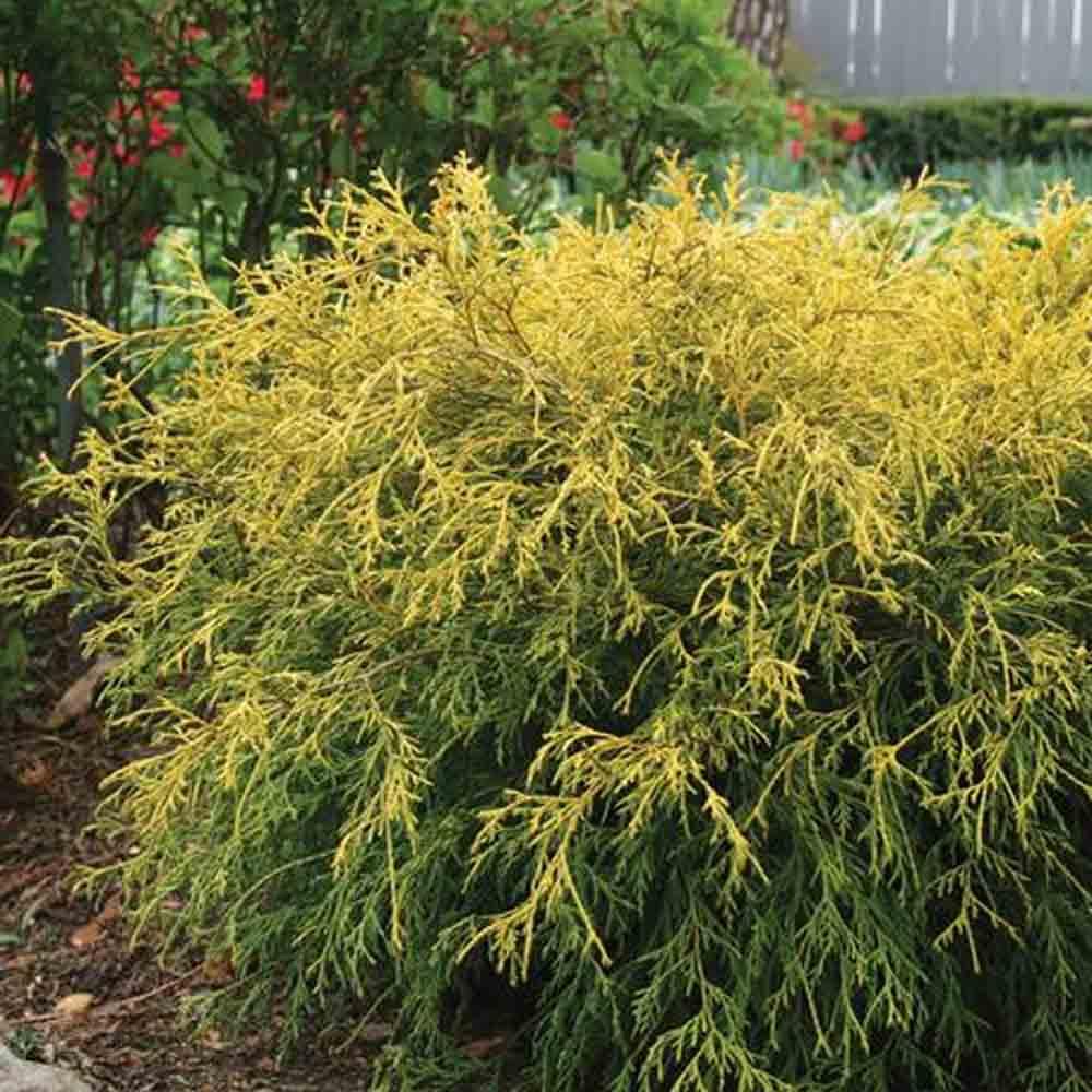 Chamaecyparis Pisifera 'king's Gold' - View 2 from www redcrocus com