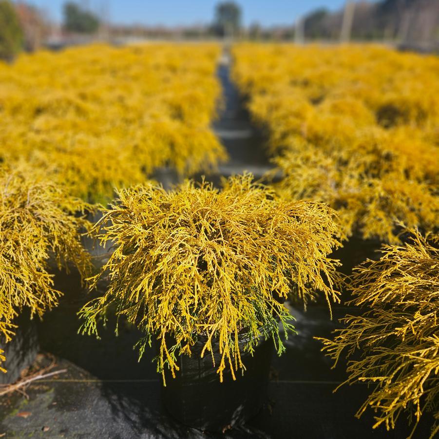 Chamaecyparis Pisifera 'king's Gold' - View 30 from www redcrocus com