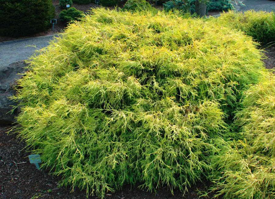 Chamaecyparis Pisifera 'king's Gold' - View 33 from www redcrocus com