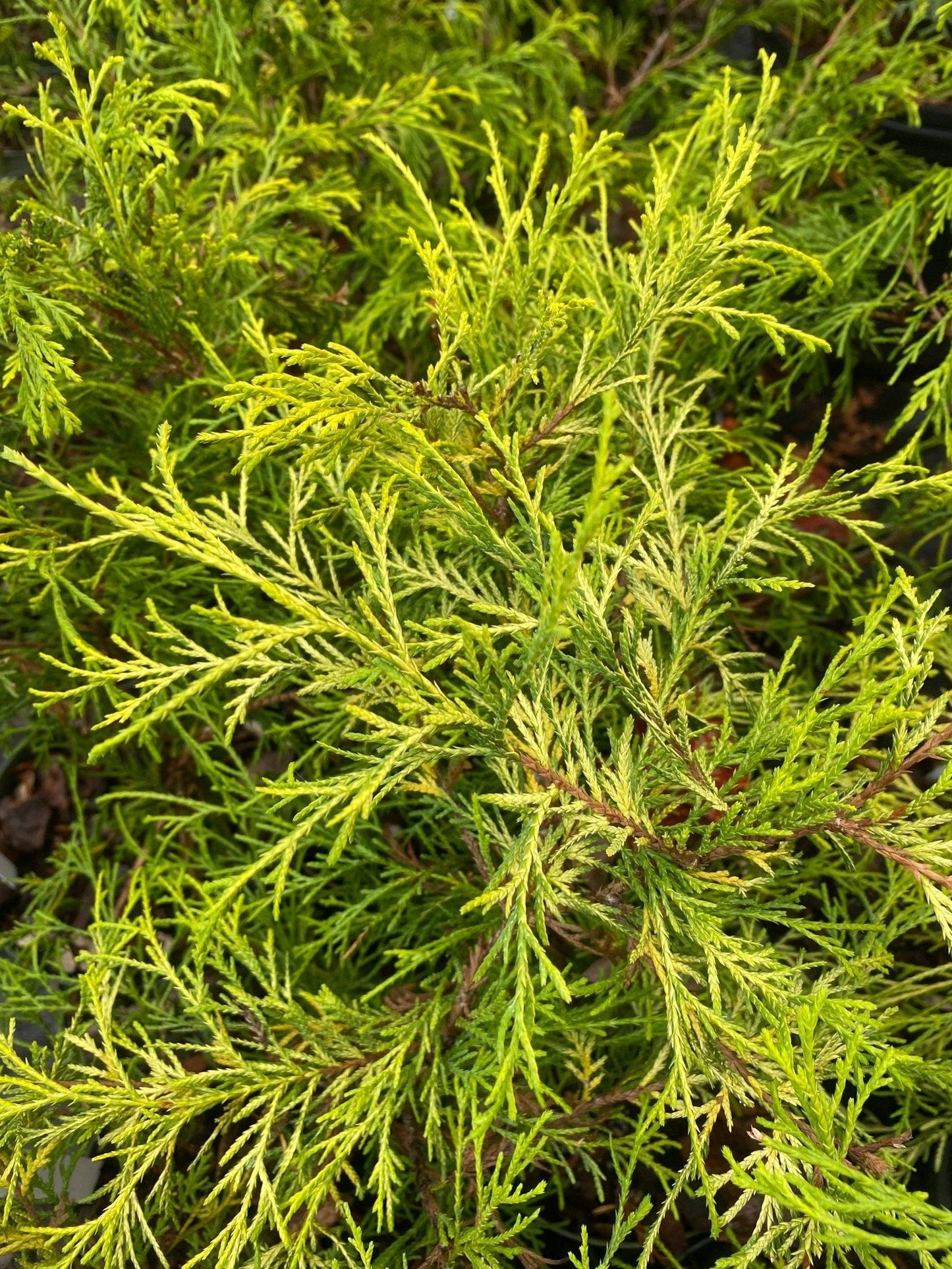 Chamaecyparis Pisifera 'king's Gold' - View 34 from www redcrocus com