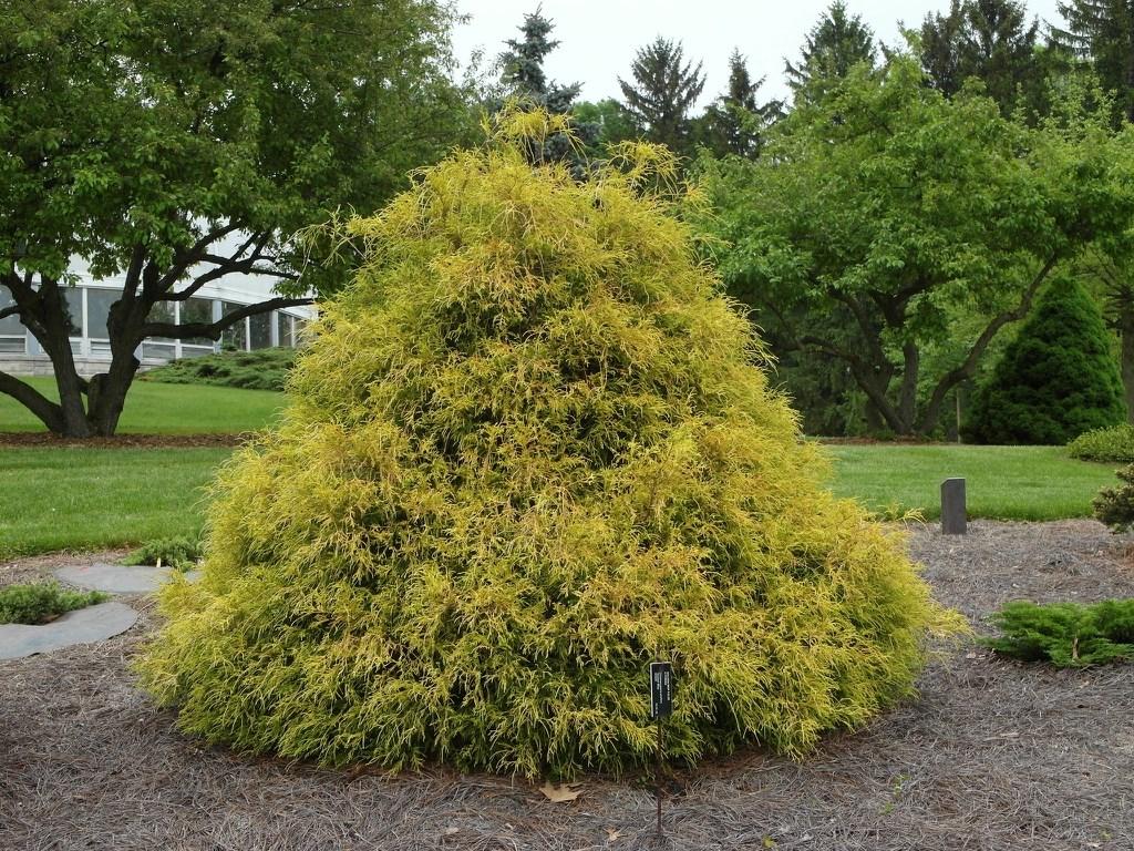 Chamaecyparis Pisifera 'king's Gold' - View 3 from www redcrocus com