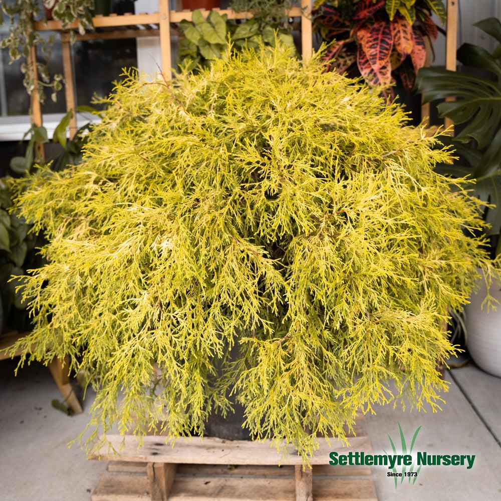 Chamaecyparis Pisifera 'king's Gold' - View 5 from www redcrocus com