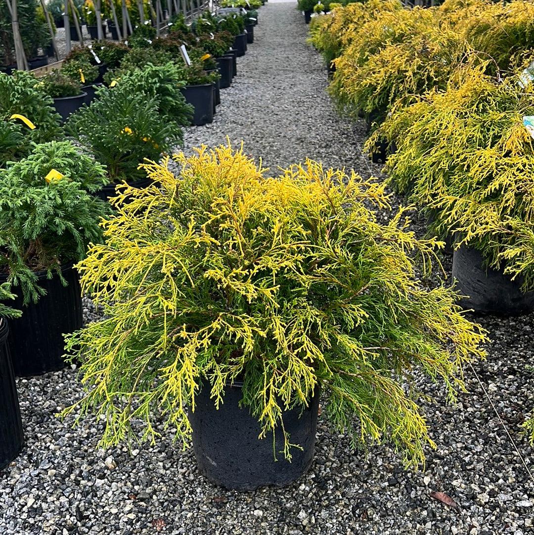 Chamaecyparis Pisifera 'king's Gold' - View 8 from www redcrocus com