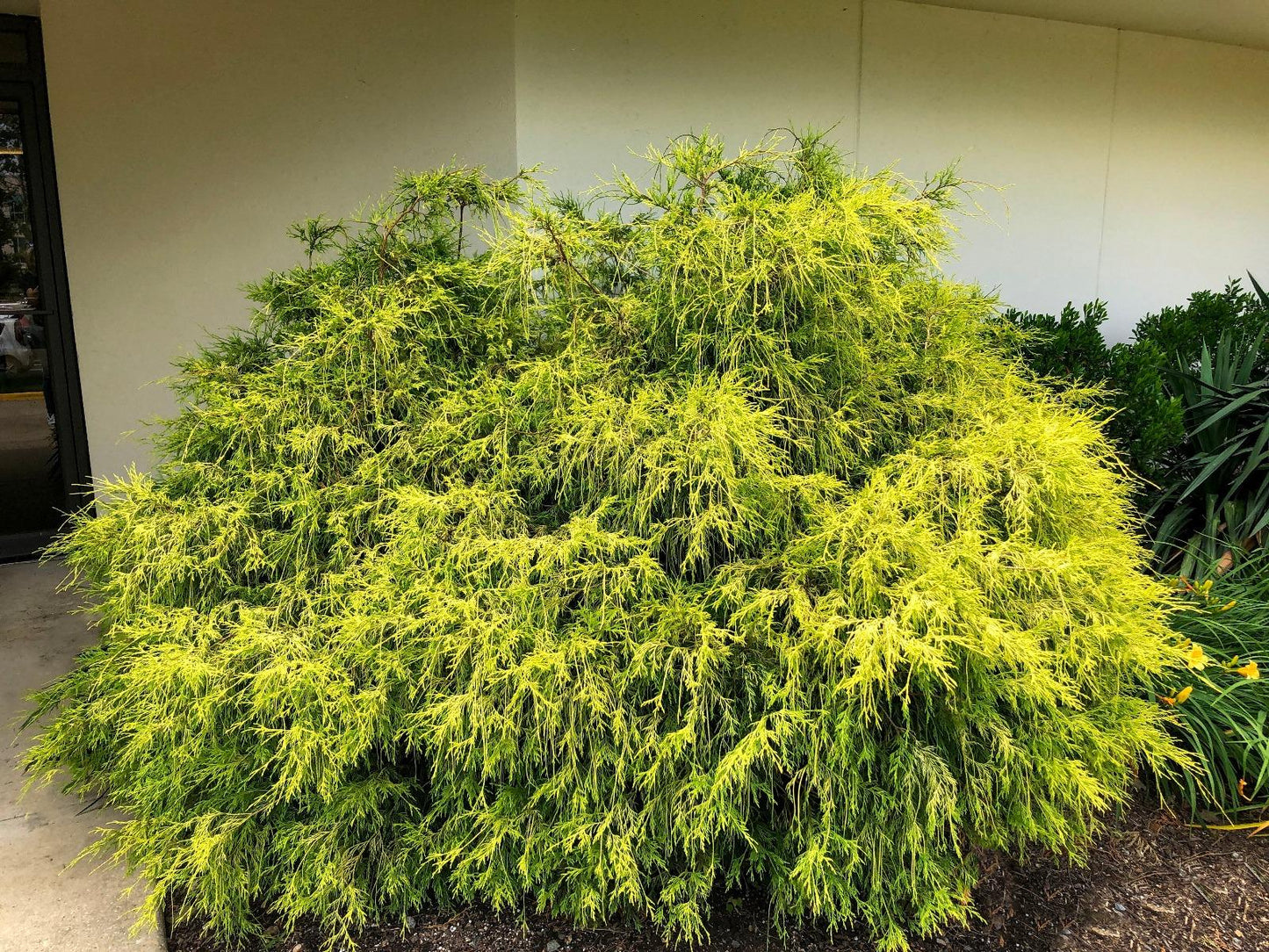 Chamaecyparis Pisifera 'king's Gold' - View 9 from www redcrocus com